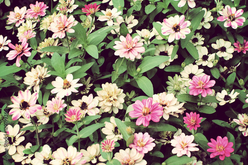 Pink flowers background, vintage style
