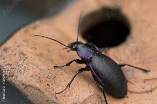 Violet ground beetle-Carabus Violaceus photo