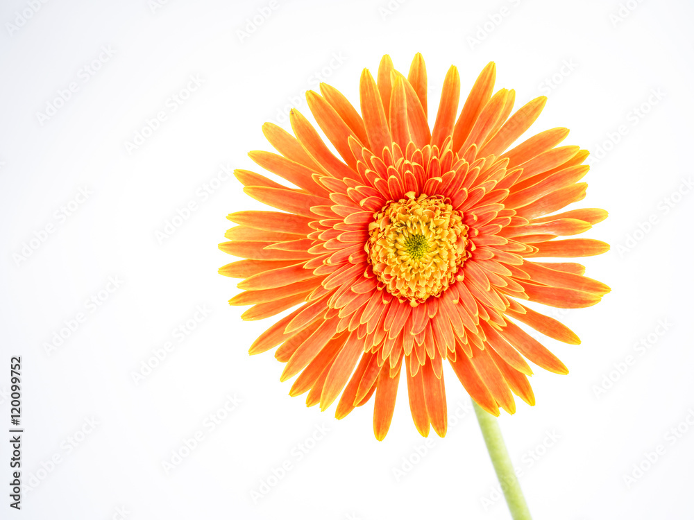Closeup orange Gerbera flower on isolated background 3 Closeup orange Gerbera flower on isolated background 3