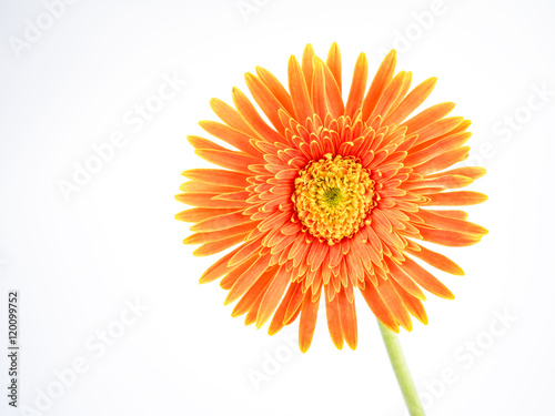 Closeup orange Gerbera flower on isolated background 3