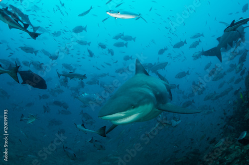 Bull Shark in Tropical Pacific © ead72