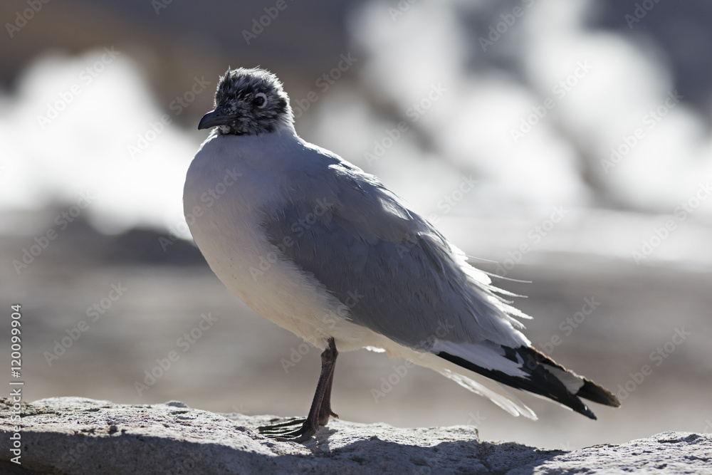 Fototapeta premium Black-headed gull - Chroicocephalus ridibundus / Black-headed gull at Geyser del Tatio, Chile 