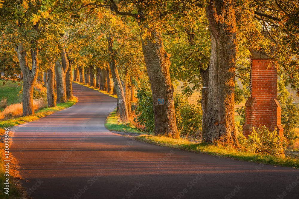 Beautiful romantic autumn alley colorful trees and sunlight
Beautiful romantic autumn alley colorful trees and sunlight