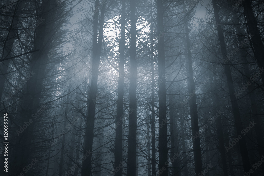 COALHO Nebeliger Wald Sichtschutz Verdunkelung Fensterfolie  Krähe Muster Mystical Horror Gothic Misty Forest Night Wiederverwendbare  selbstklebende isolierte Fensteraufkleber, 60 B x 200 L cm x 1