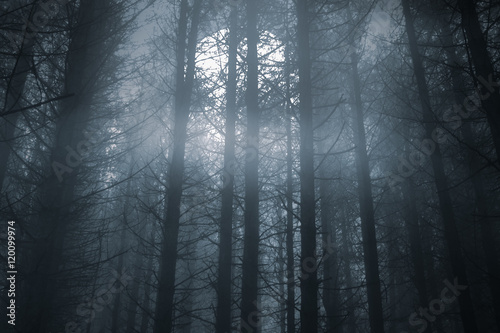 Fototapete Foggy forest in a full moon night