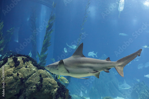 Lisbon Oceanarium shark