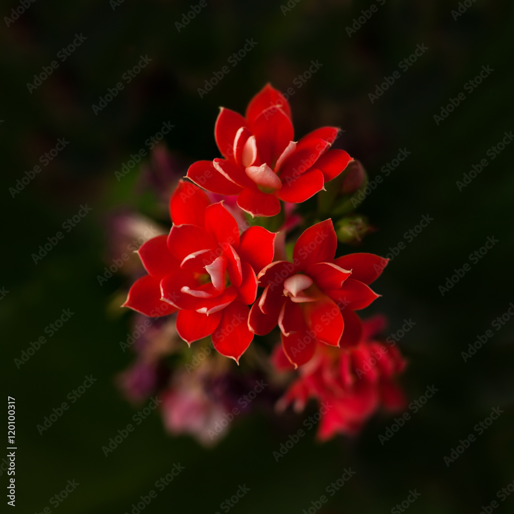 Obraz premium Kalanchoe flowers closeup in dark colors