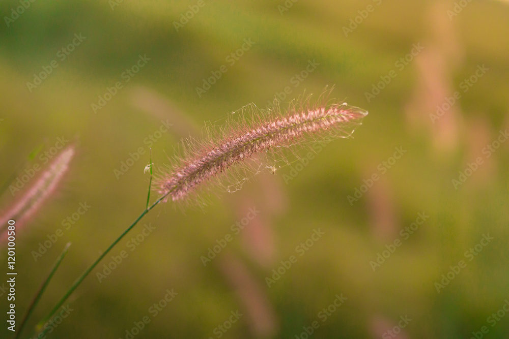 Pink flowers in the meadow