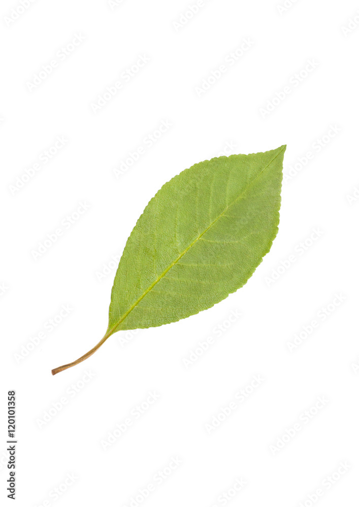 Obraz premium Green leaf isolated on white