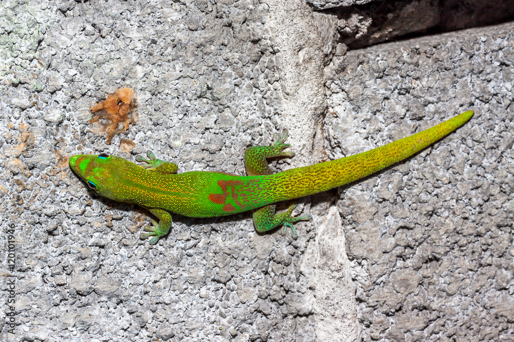 Gecko Rarotonga Gecko Gecko de l'île de la Réunion Stock Photo | Adobe Stock