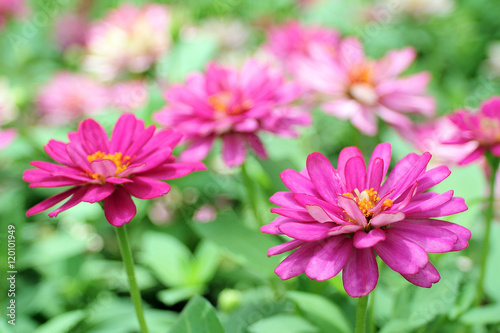 Closeup Pink Flowers