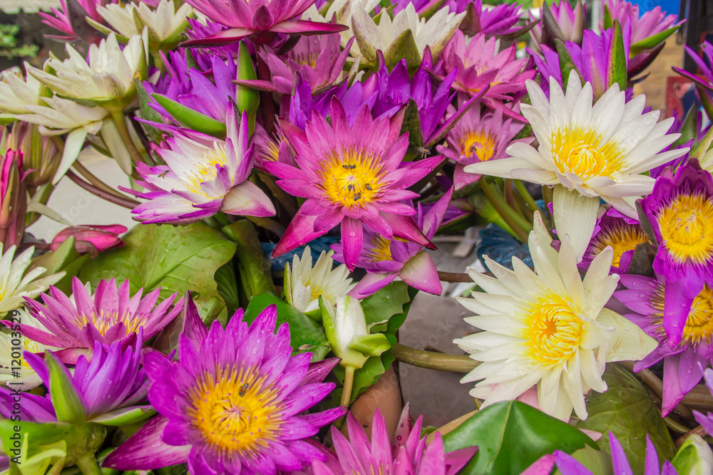 Obraz premium purple and white lotus
