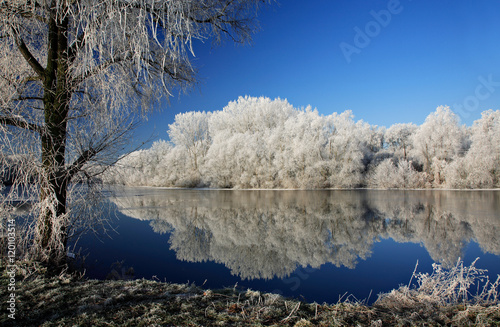 Winter Landscape, Bare Trees Covered by Hoarfrost Reflecting in Lake, bright sunshine, blue sky