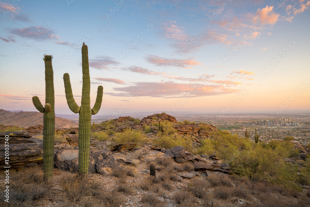 View of Phoenix with  Saguaro cactus
