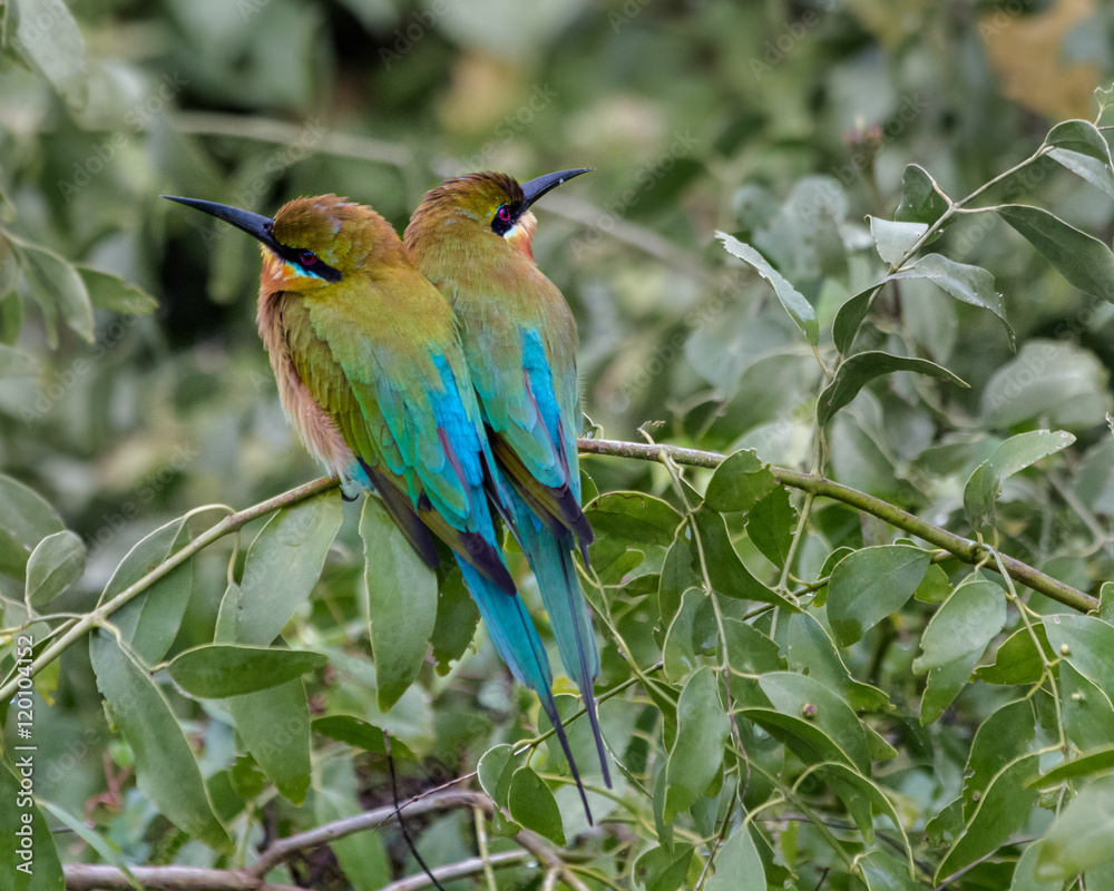 Green bee eaters couple