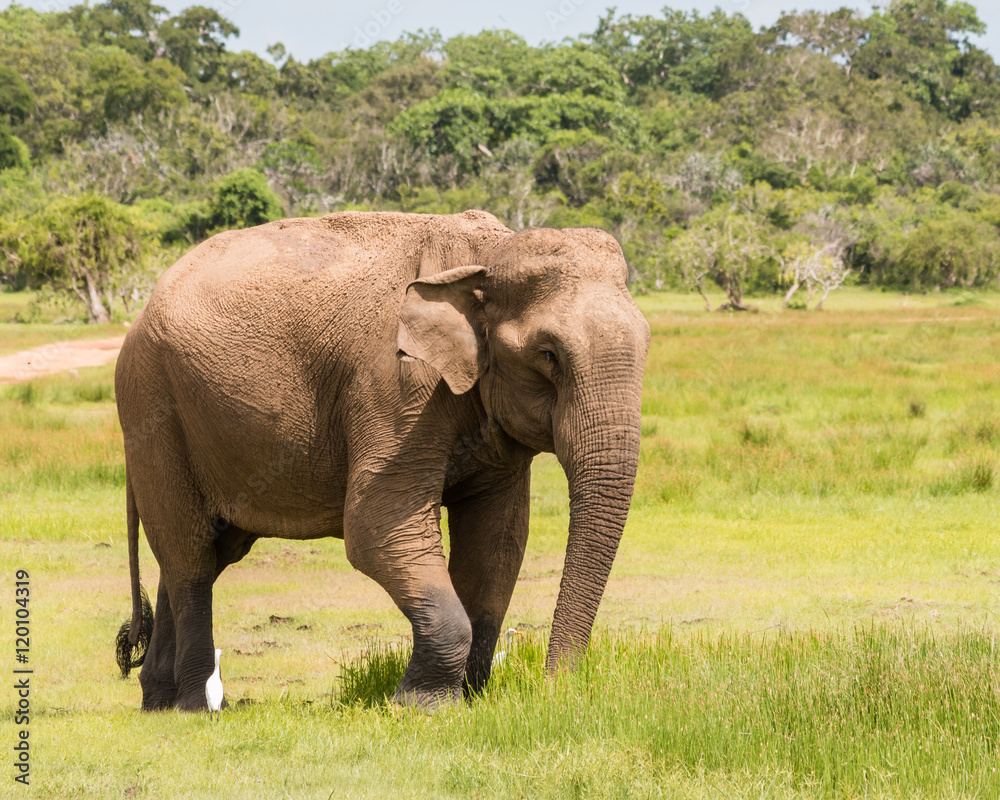 Wild elephant at Kumana National Park, Sri Lanka