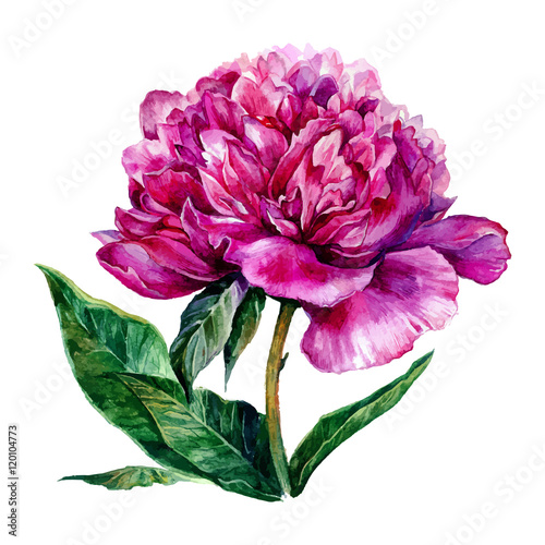 Watercolor hand drawn illustration of pink peony