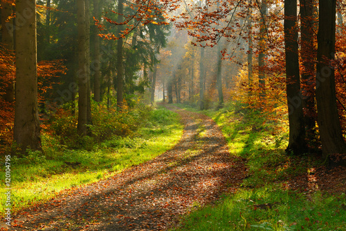 Footpath through Enchanted Autumn Forest illuminated by Sunbeams through Fog, Leaves Changing Colour