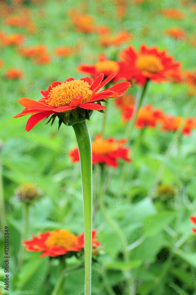 Oranger flowers in the garden, selective focus Oranger flowers in the garden, selective focus