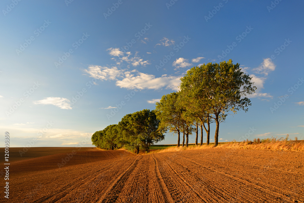 Row of Poplar Trees besides Plowed Field in the Warm Light of the Setting Sun