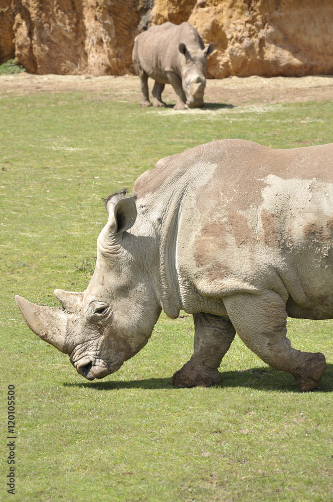 Obraz premium Two rhinos walking through a meadow