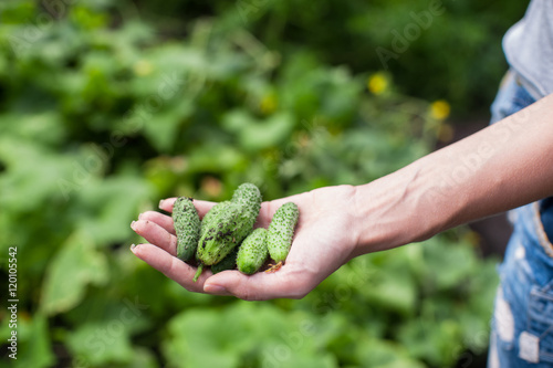 Fresh harvesting cucumbers