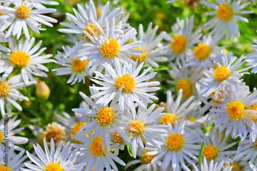 Prairie Aster   lat. Aster amellus  