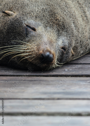 cute sleeping fur seal on wood floor, at Kaikoura New Zealand