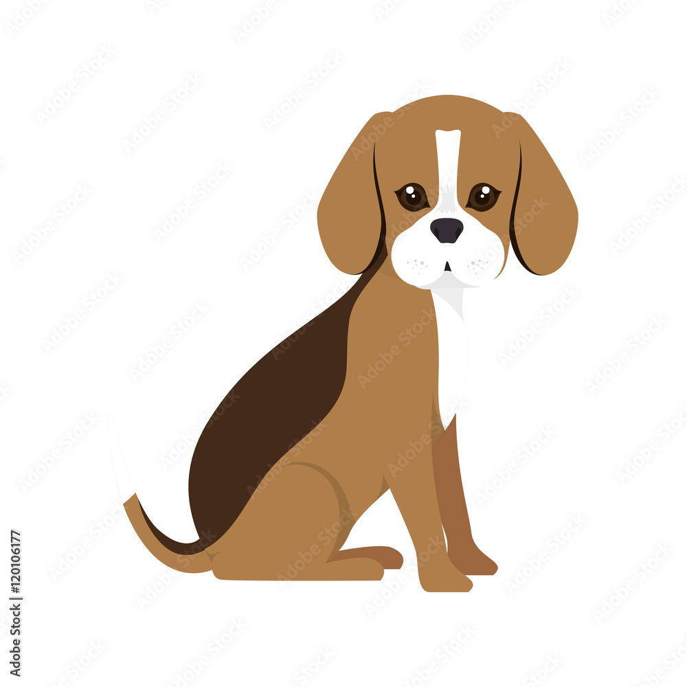 beagle breed dog canine pet animal. puppy cartoon. vector illustration beagle breed dog canine pet animal. puppy cartoon. vector illustration