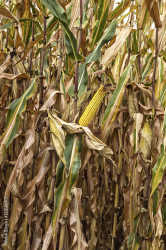 Ripe corn cob in cultivated agricultural field.
