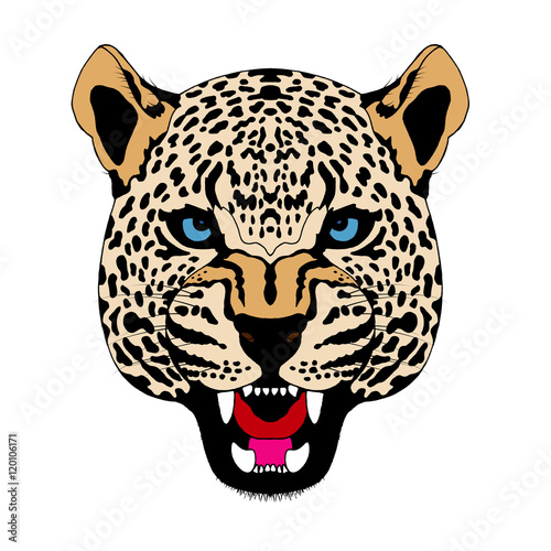 snow leopard head face realistic color vector illustration