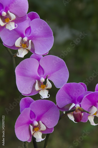pink phalenopsis orchid "Luxor"