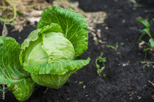 Fresh harvesting cabbage