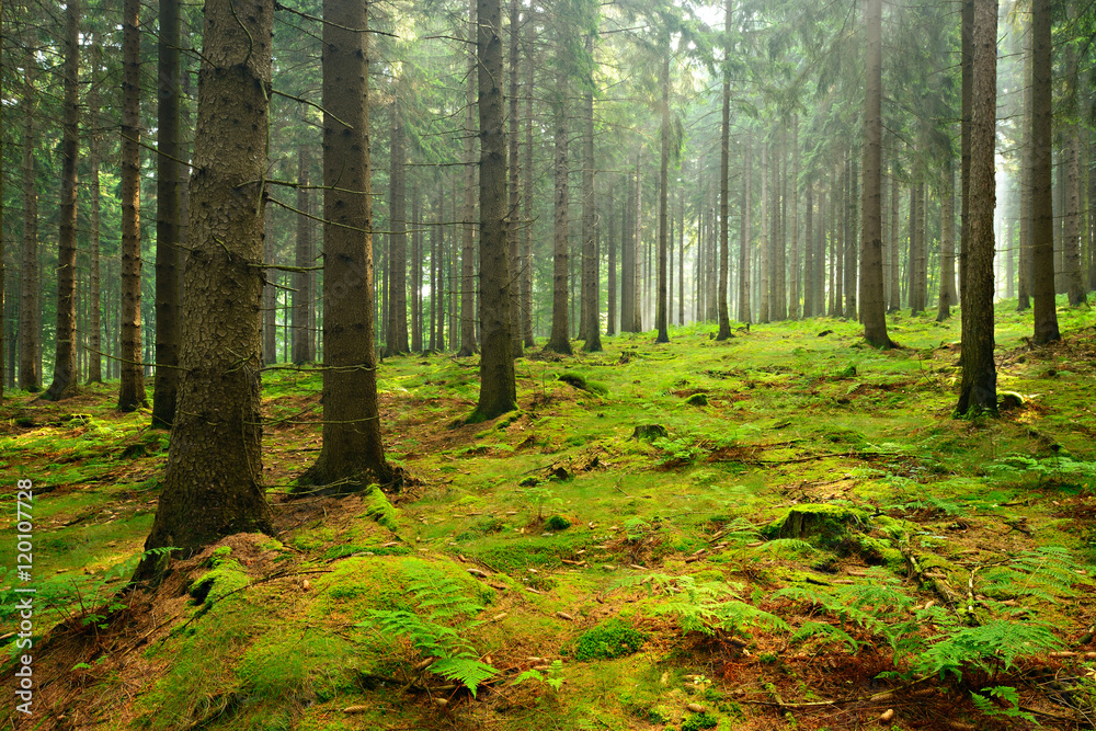 Fototapeta premium Spruce Tree Forest, Sunbeams through Fog illuminating Moss and Fern Covered Forest Floor, Creating a Mystic Atmosphere