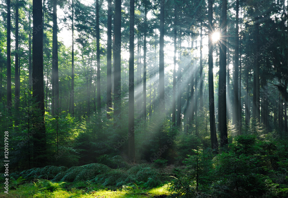 Naklejka premium Natural Forest of Spruce Trees illuminated by Sunbeams through Fog, Eifel Mountains, Germany