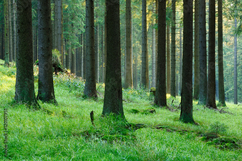 Natural Forest of Spruce Trees, Harz National Park, Germany