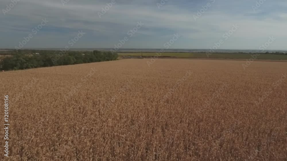 Slow flight over yellow ripened corn field. Aerial shot.