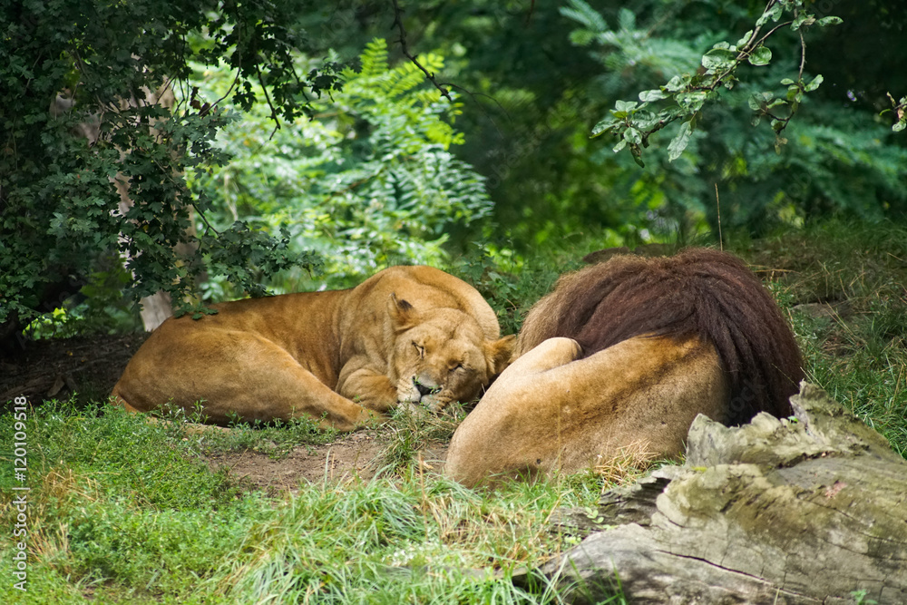 Naklejka premium Lew i Lwica