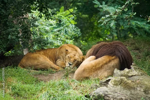 Fototapeta Lew i Lwica
