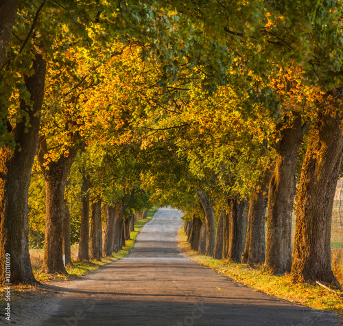 Beautiful romantic autumn alley colorful trees and sunlight    