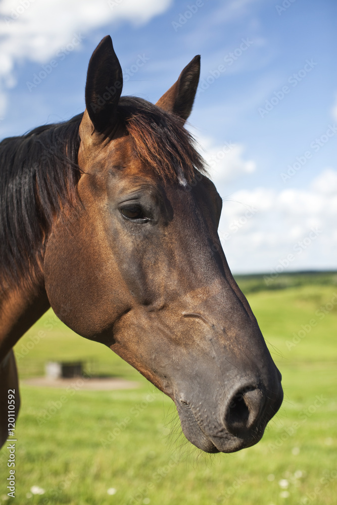 Fototapeta premium Horse Pose