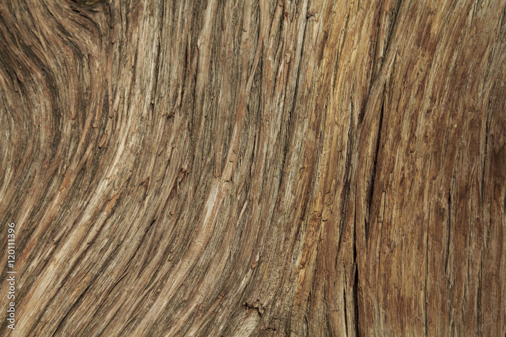 Naklejka premium Tree Texture Background