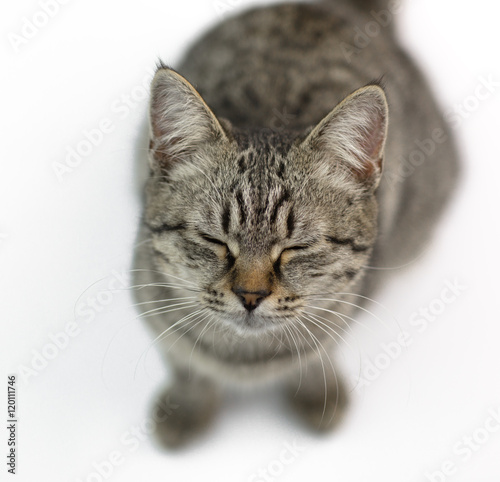 Fototapeta Naklejka Na Ścianę i Meble -  gray tabby cat