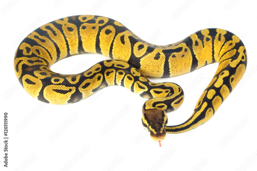 ball python on white background ball python on white background