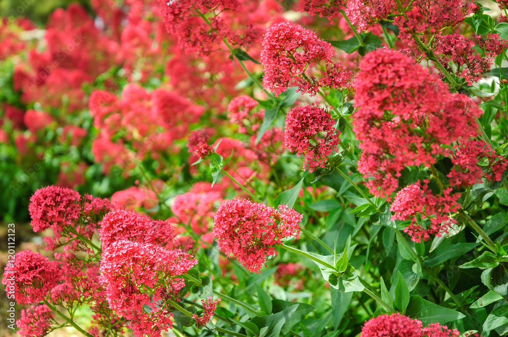 Mission San Juan Bautista State Historic Park Mission San Juan Bautista State Historic Park