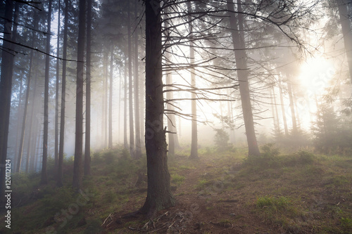 Beautiful landscape of a foggy forest  at sunrise