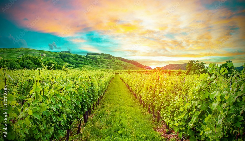 Naklejka premium Beautiful Sunset over Vineyard