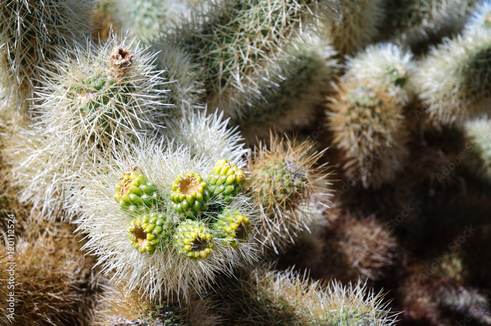 Joshua Tree National Park