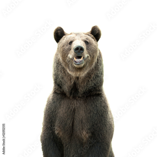 Big brown bear isolated on white background