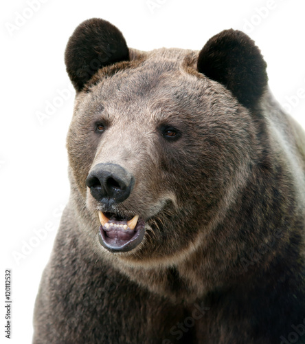 wild Brown bear portrait.